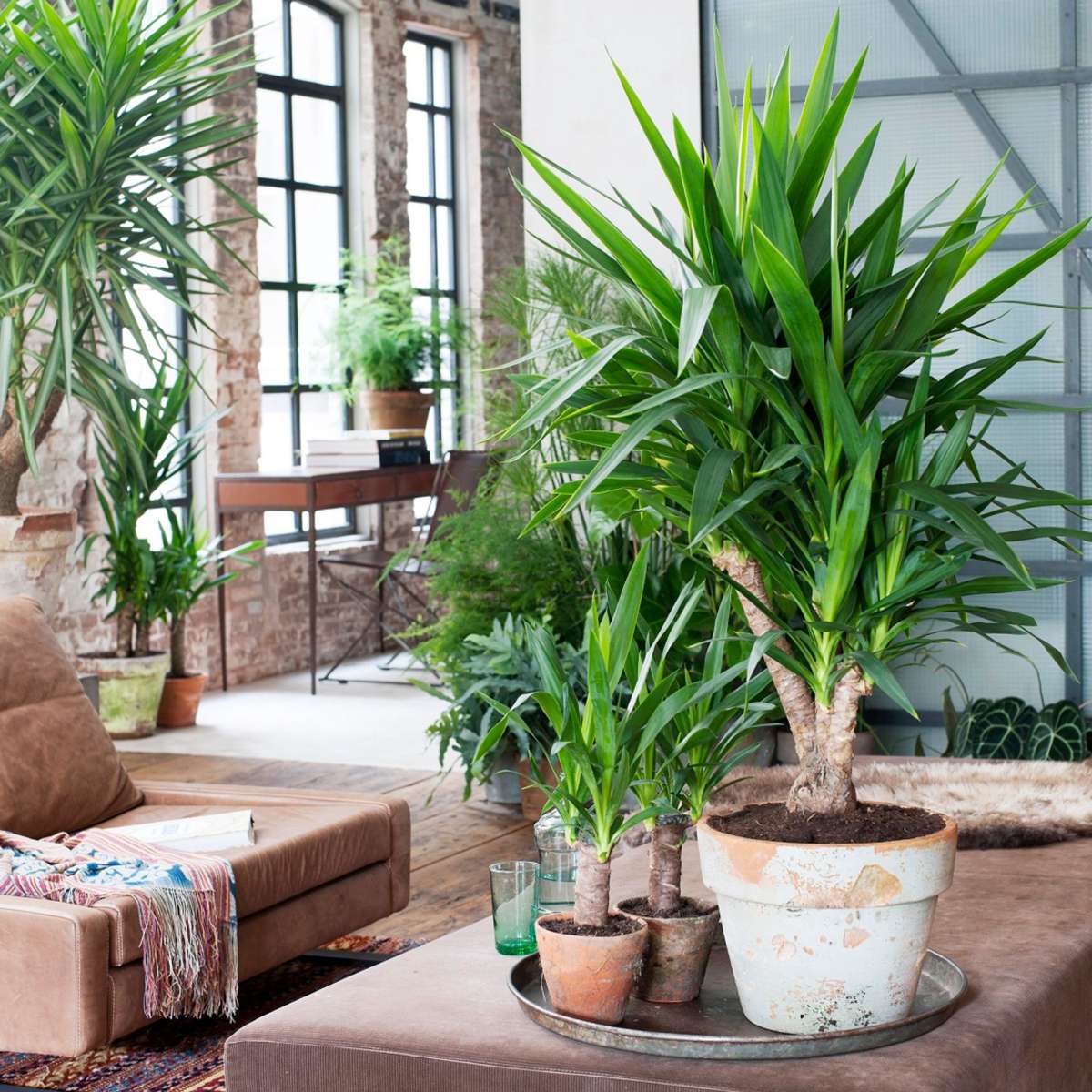 Yucca elephantipes - Palmlilie - 3er Set