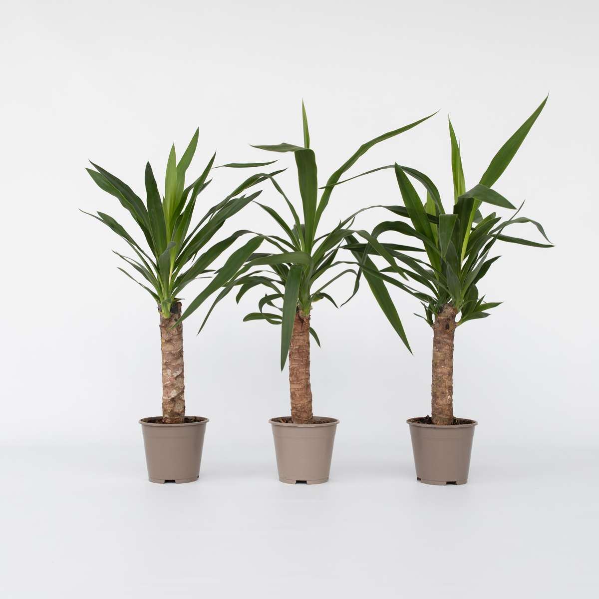 Yucca elephantipes - Palmlilie - 3er Set