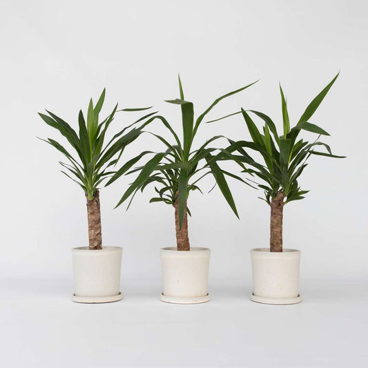 Yucca elephantipes - Palmlilie - 3er Set