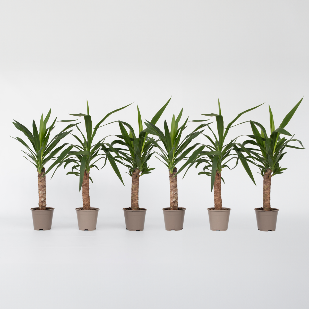 Yucca elephantipes - Palmlilie - 6er-Set