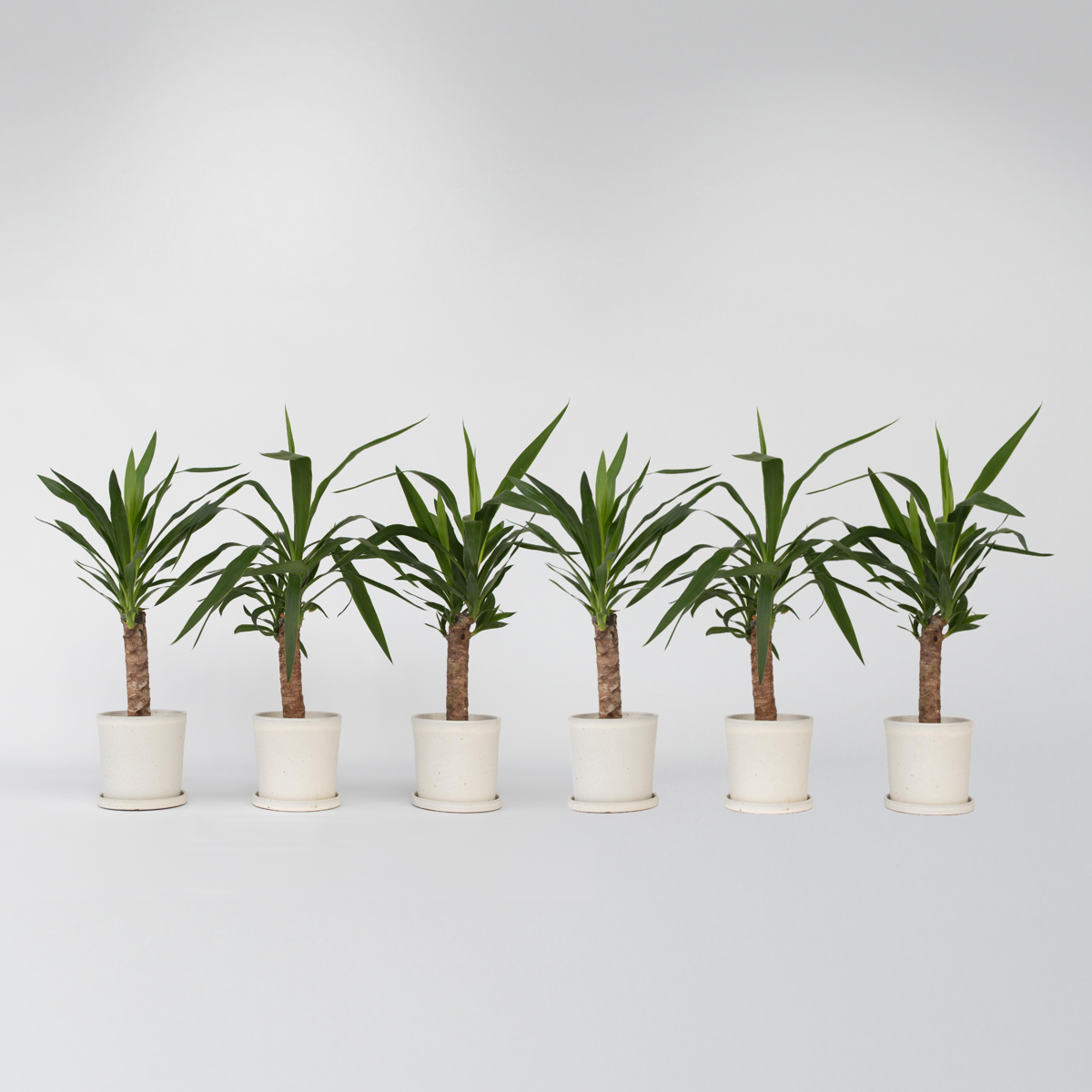 Yucca elephantipes - Palmlilie - 6er-Set