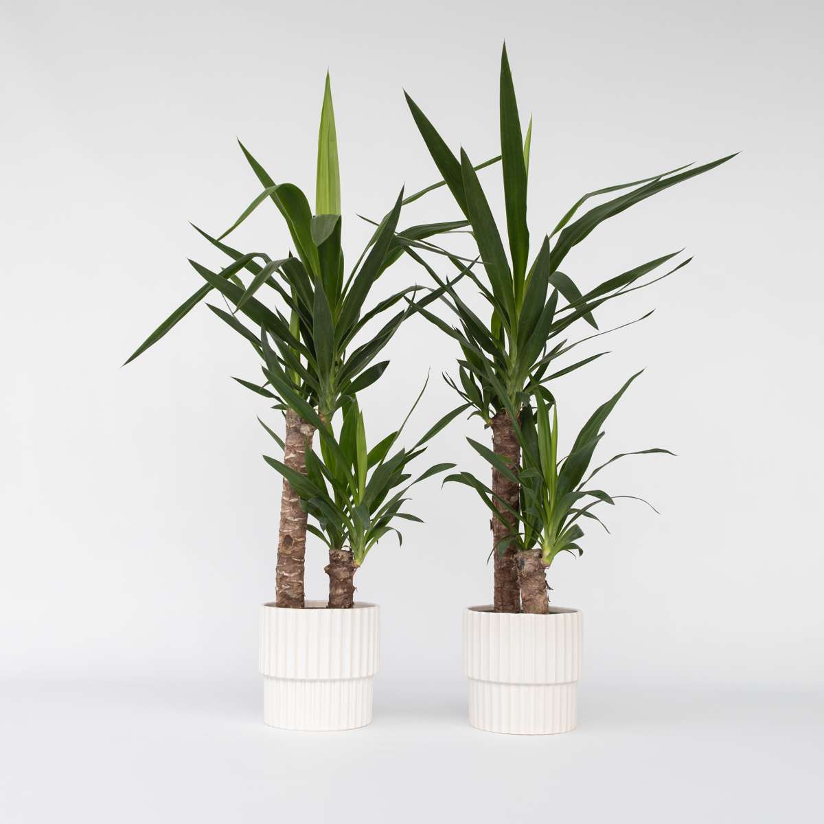 Yucca elephantipes - Palmlilie - 2er-Set