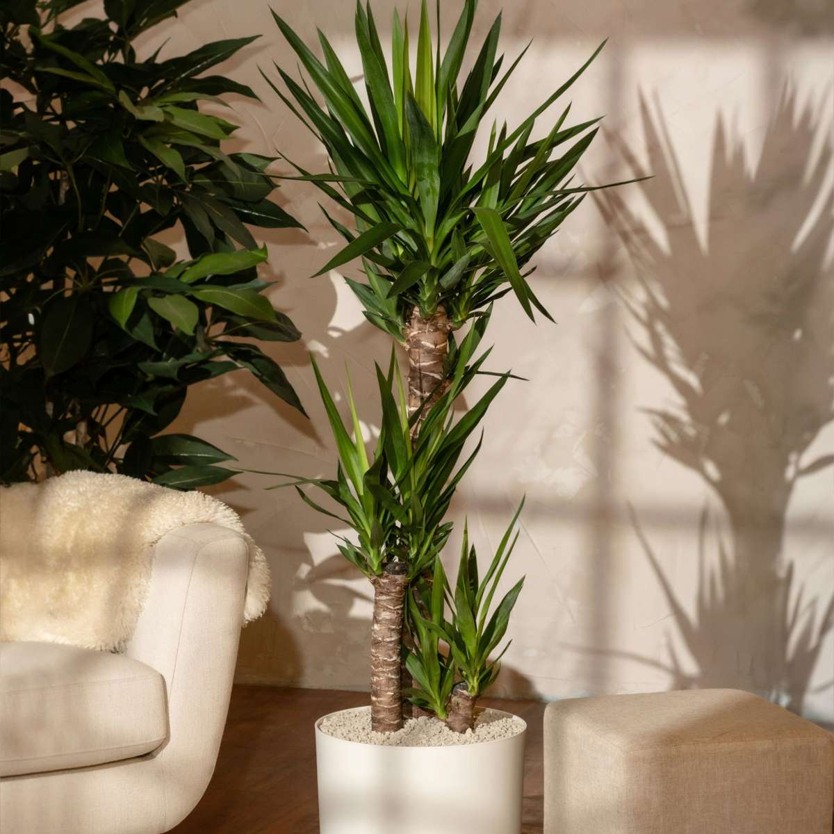 Yucca elephantipes - Palmlilie