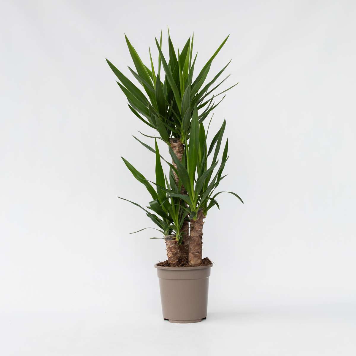 Yucca elephantipes - Palmlilie