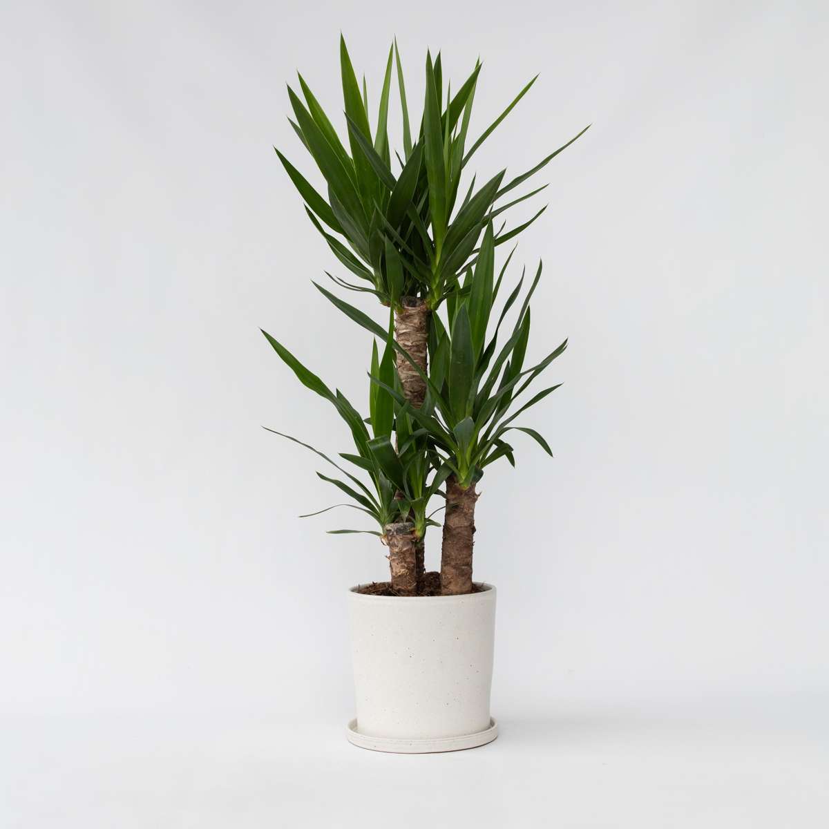 Yucca elephantipes - Palmlilie