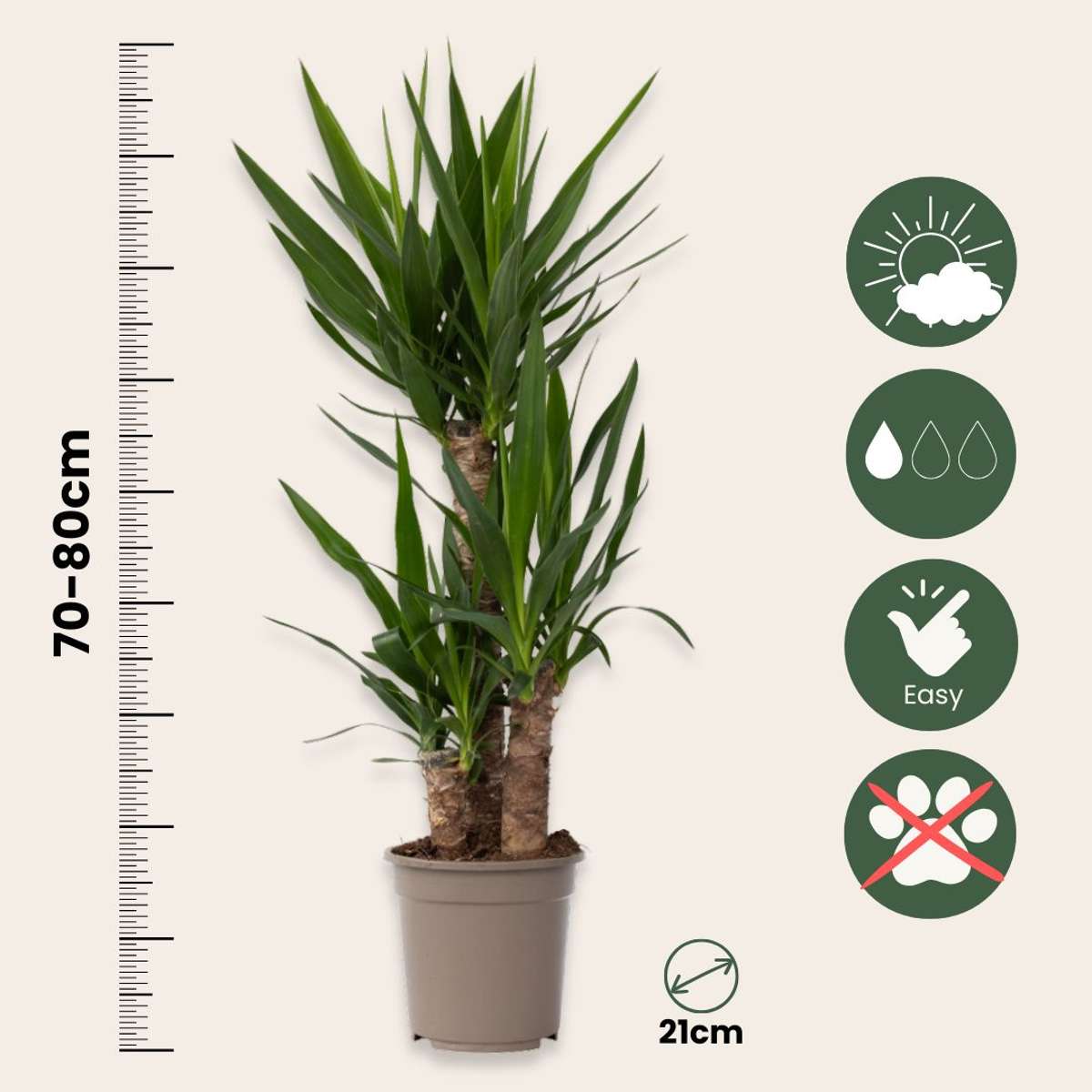 Yucca elephantipes - Palmlilie