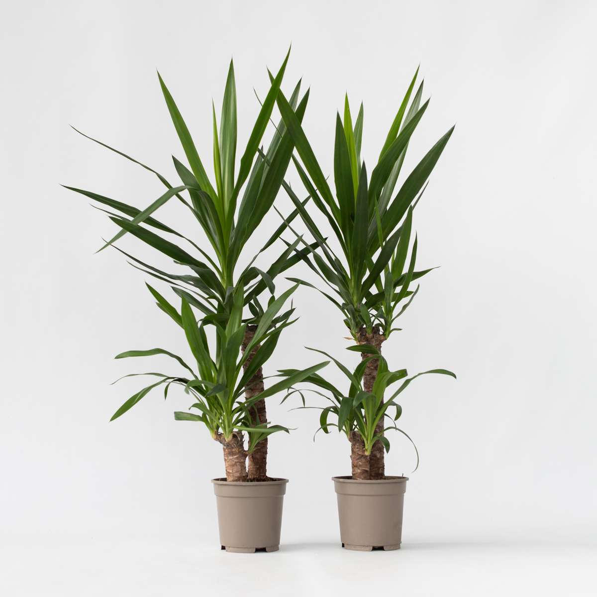 Yucca elephantipes - Palmlilie - 2er-Set