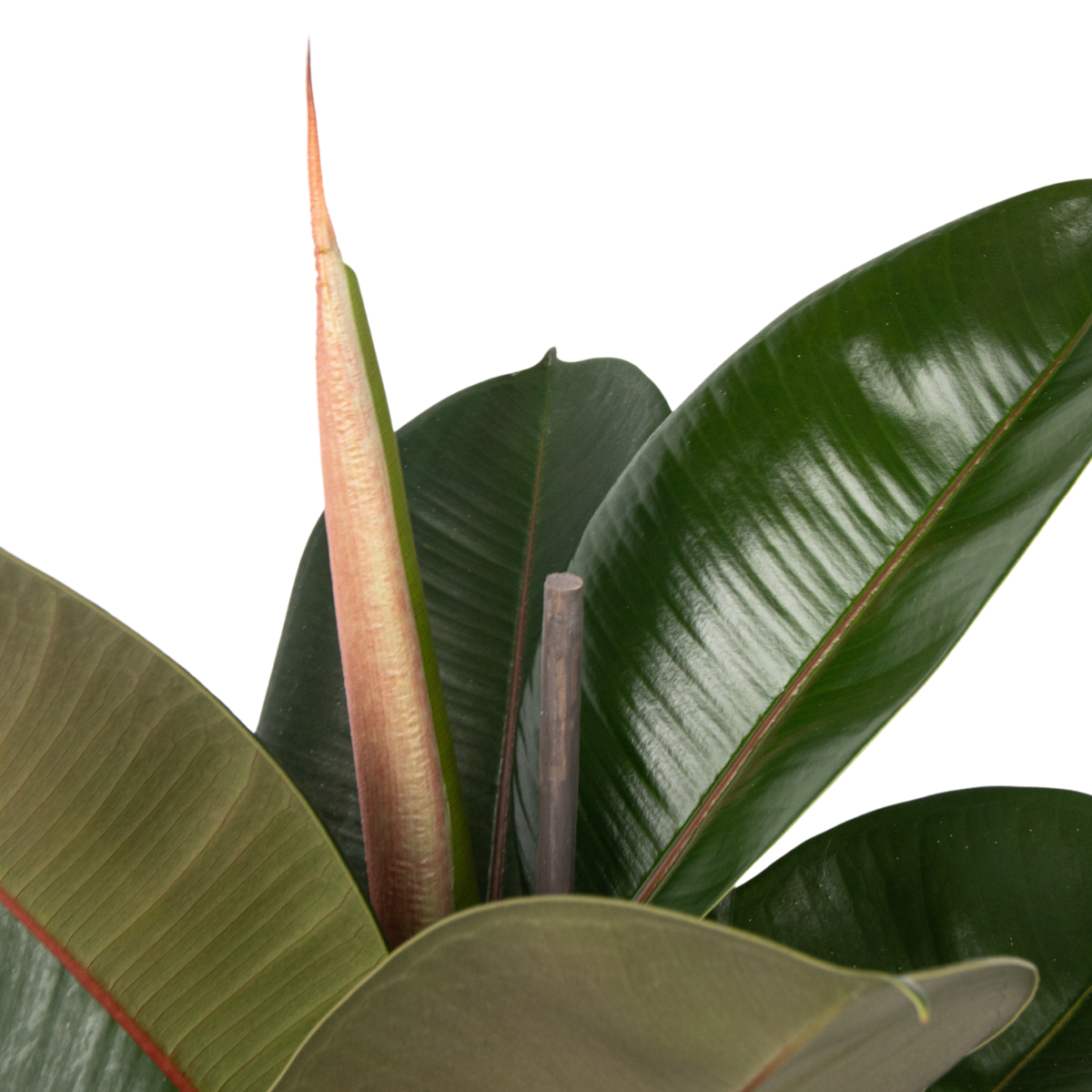 Ficus Elastica 'Robusta'