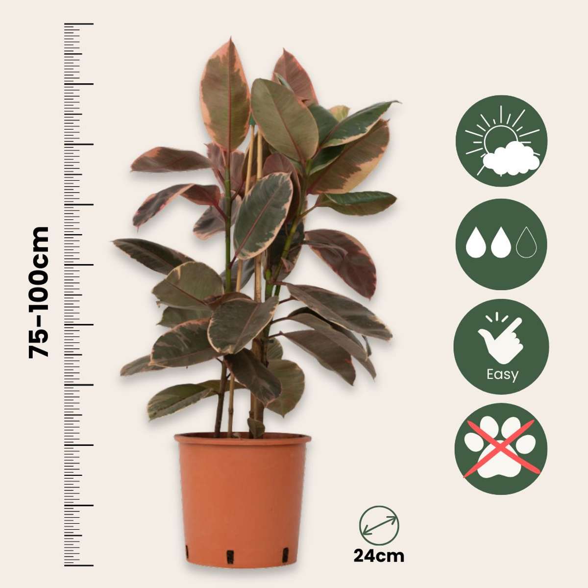 Ficus Elastica 'Belize'