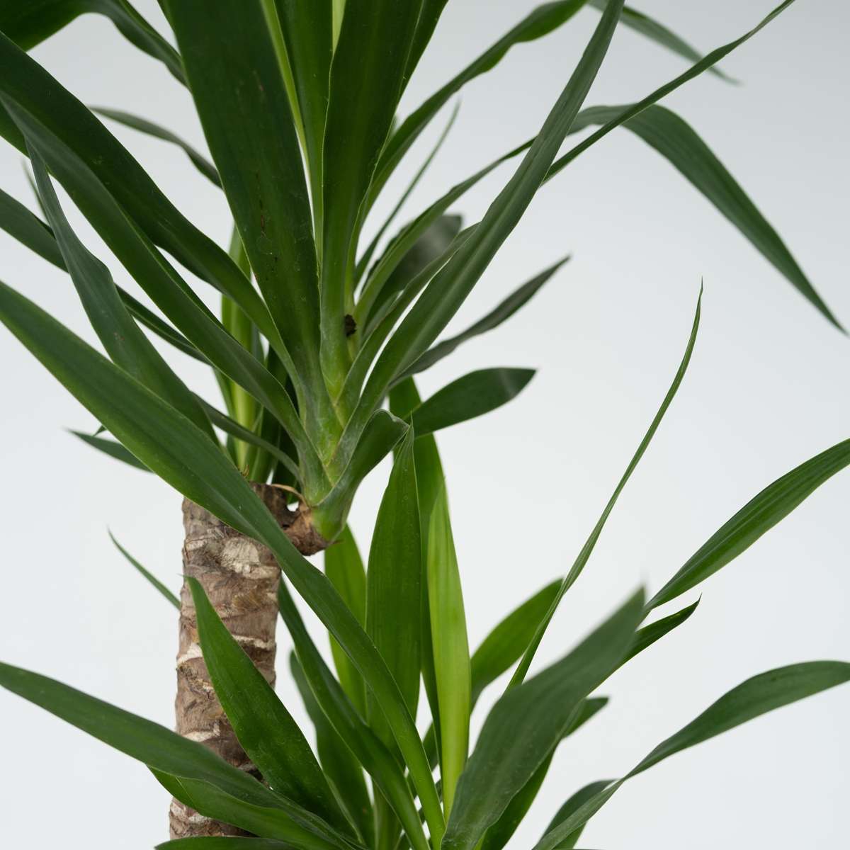 Yucca elephantipes - Palmlilie