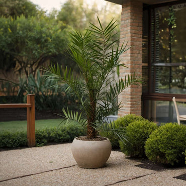 Phoenix roebelenii – Zwerg-Dattelpalme