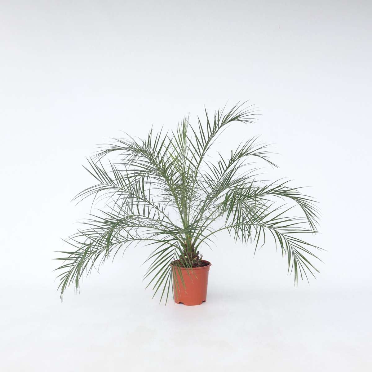 Phoenix roebelenii – Zwerg-Dattelpalme