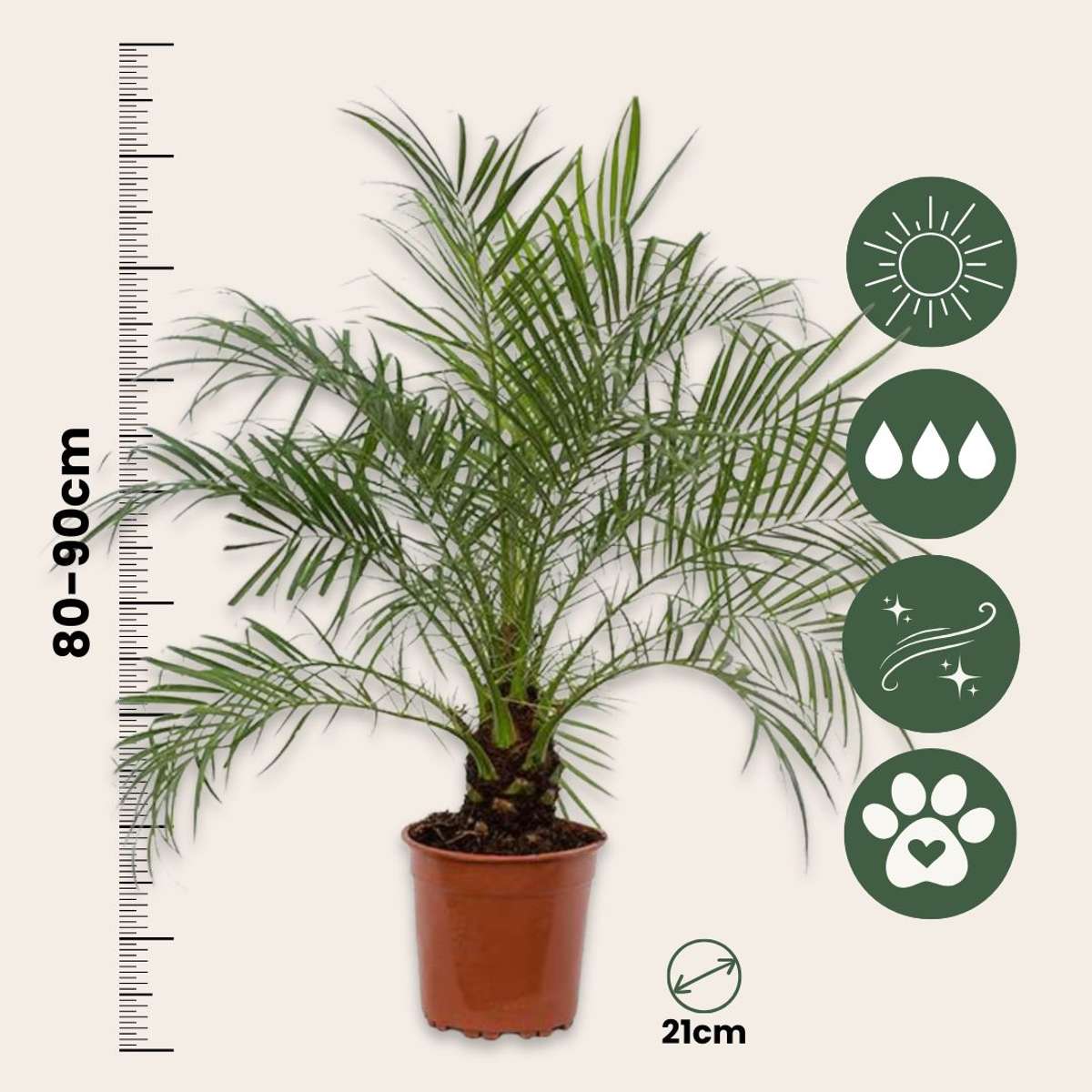 Phoenix roebelenii – Zwerg-Dattelpalme