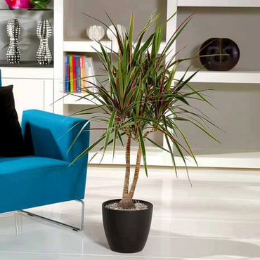 Dracaena marginata Bicolor - Drachenblutbaum