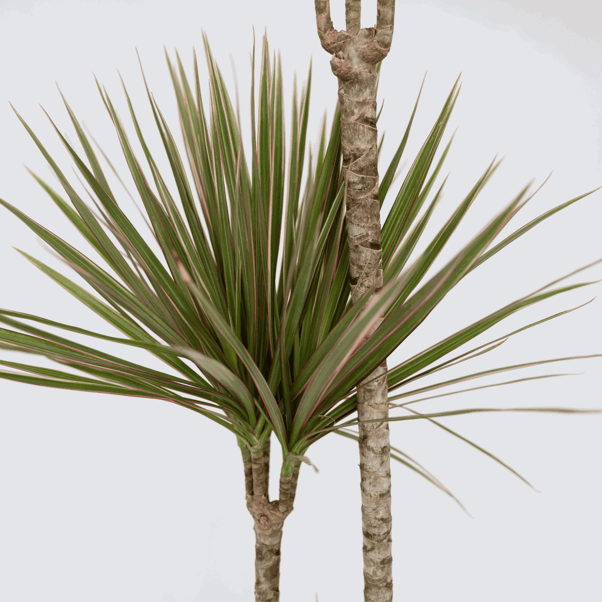 Dracaena marginata Bicolor - Drachenblutbaum
