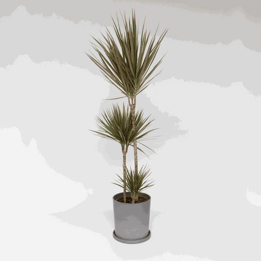 Dracaena marginata Bicolor - Drachenblutbaum