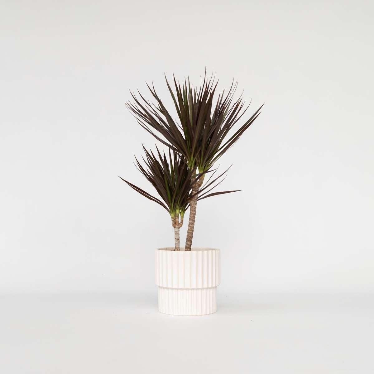 Dracaena marginata Magenta - Drakenbloedboom