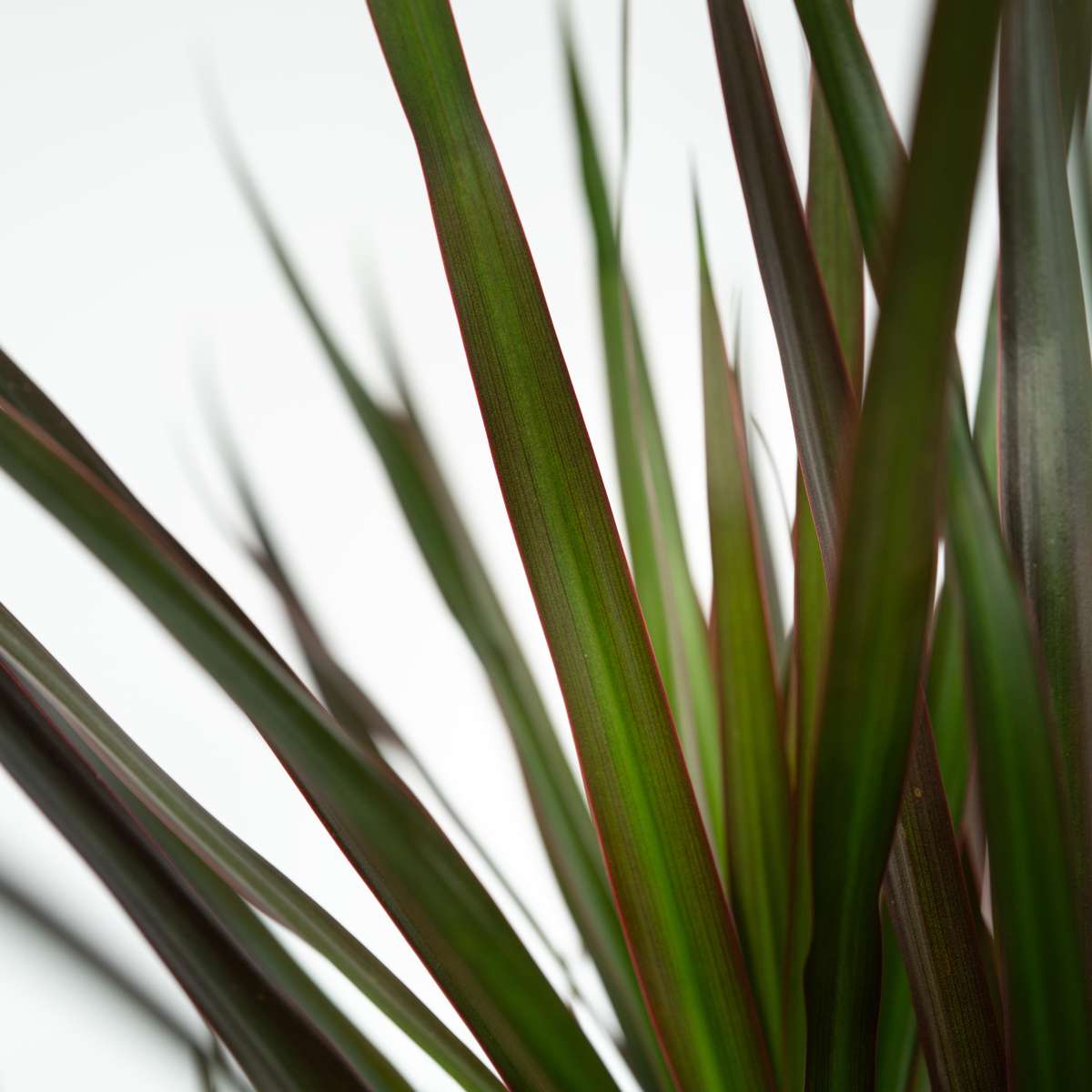 Dracaena marginata Magenta - 2er-Set