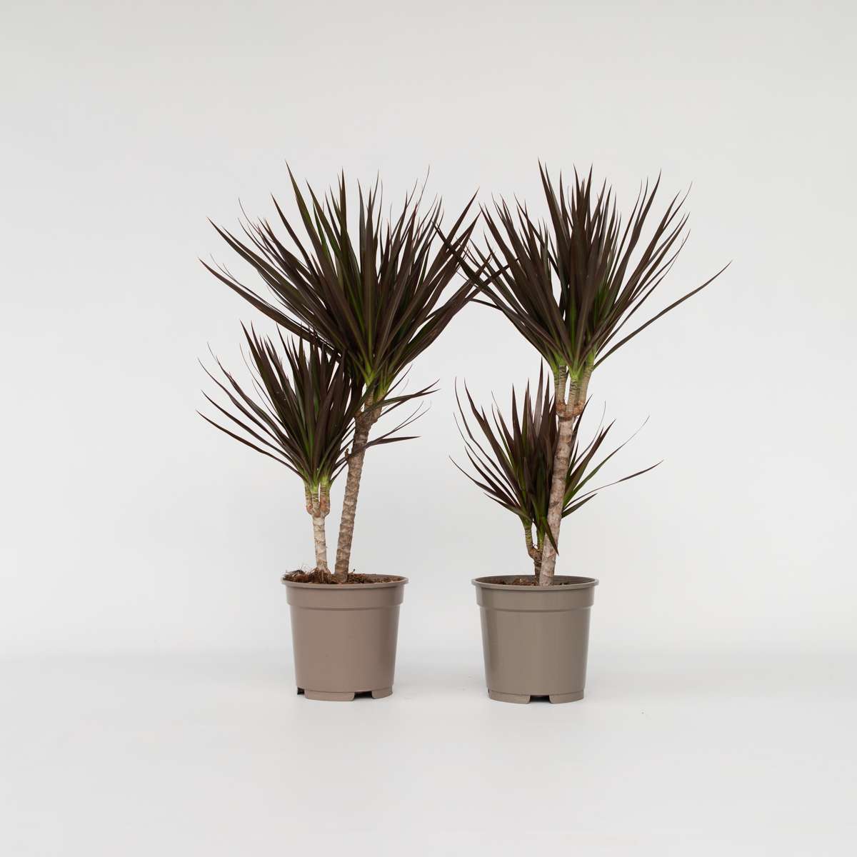 Dracaena marginata Magenta - 2er-Set