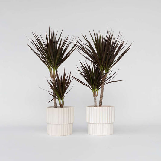 Dracaena marginata Magenta - 2er-Set