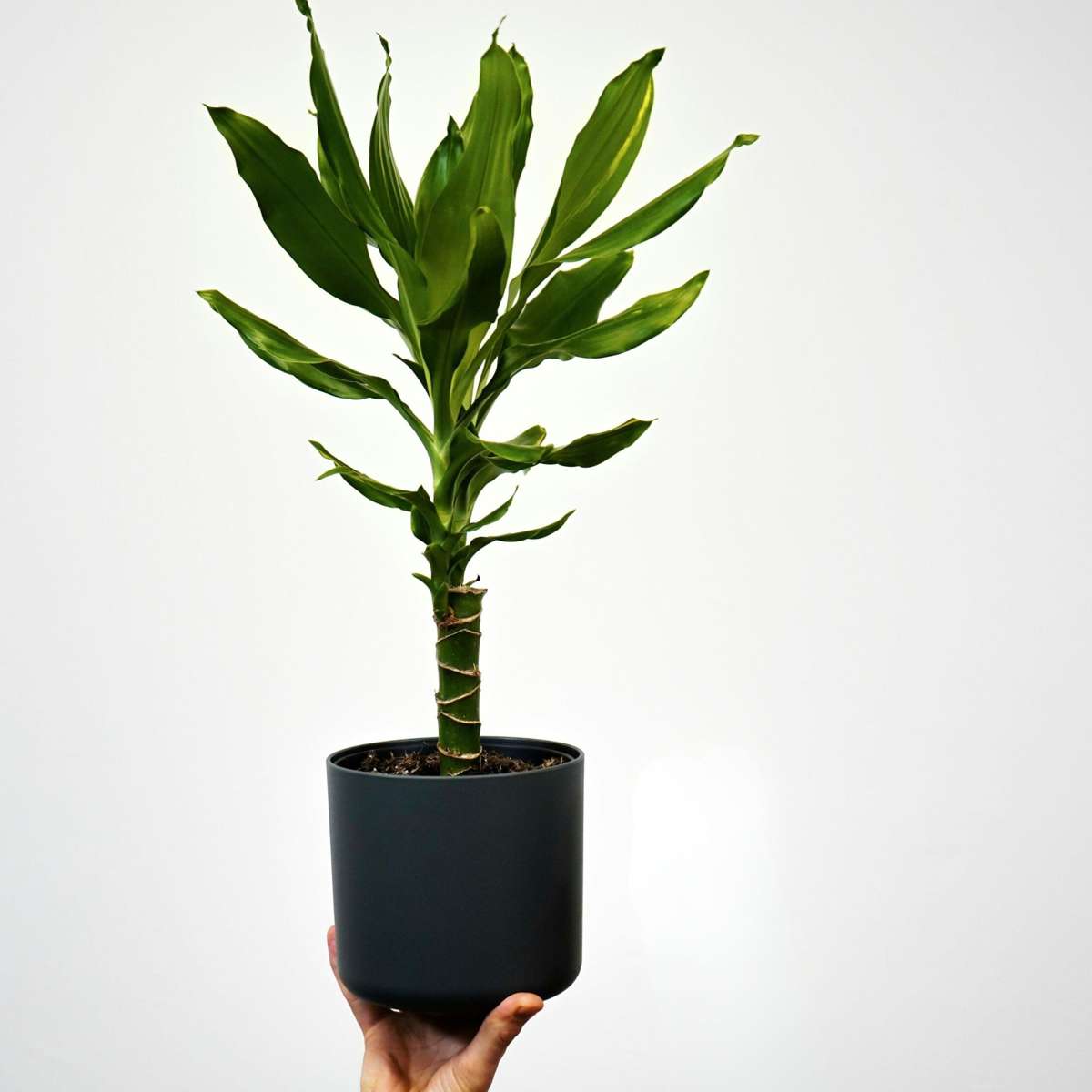 Dracaena deremensis 'Warneckei' - 2er-Set