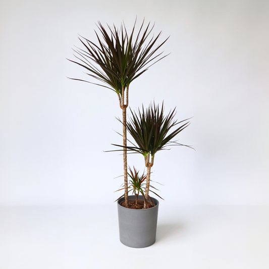 Dracaena marginata Magenta - Drachenblutbaum