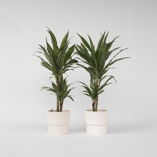 Dracaena deremensis 'Warneckei' - 2er-Set
