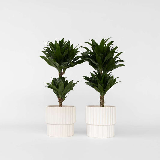 Dracaena deremensis 'Compacta' - 2er-Set