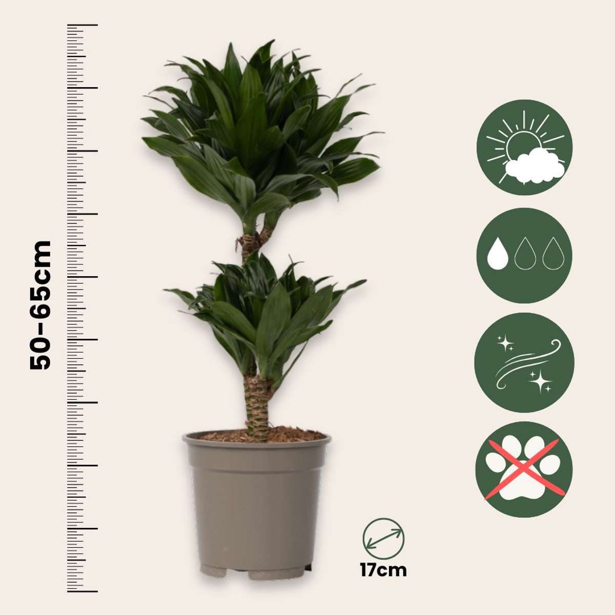 Dracaena deremensis 'Compacta' - 2er-Set