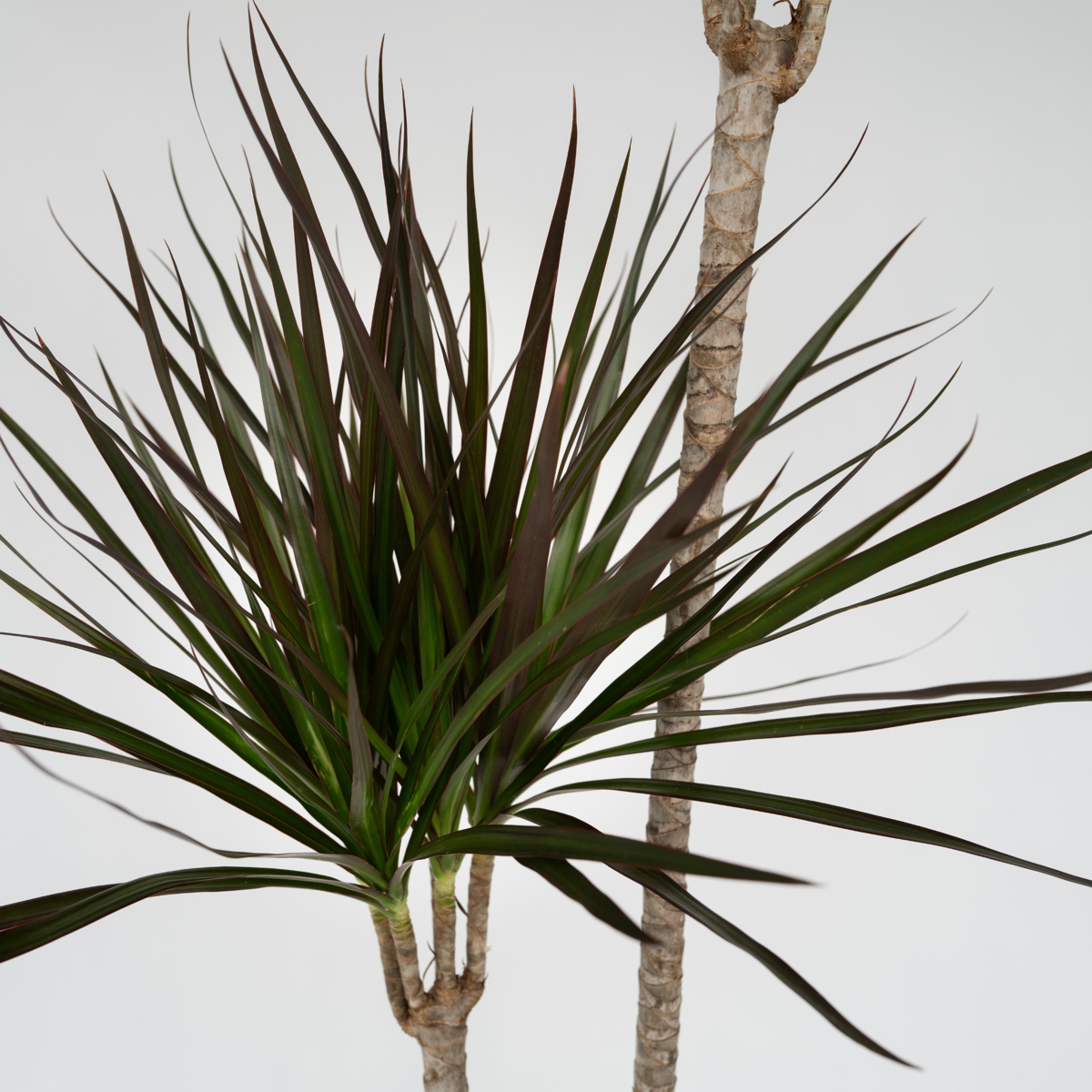 Dracaena marginata – XL-Drachenblutbaum