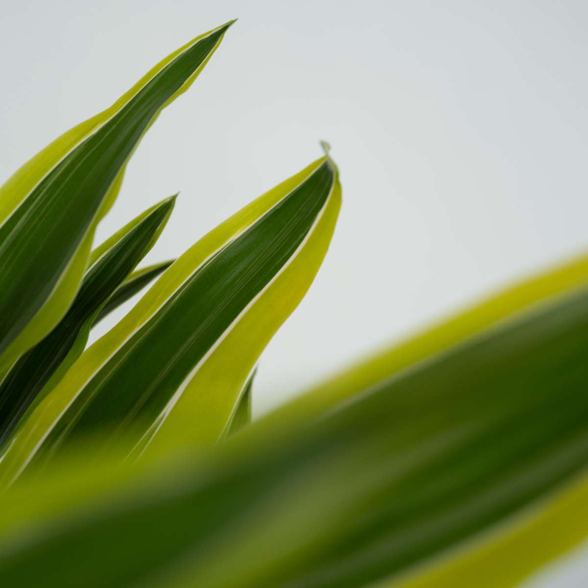 Dracaena deremensis 'Lemon Lime' - Drakenbloedboom