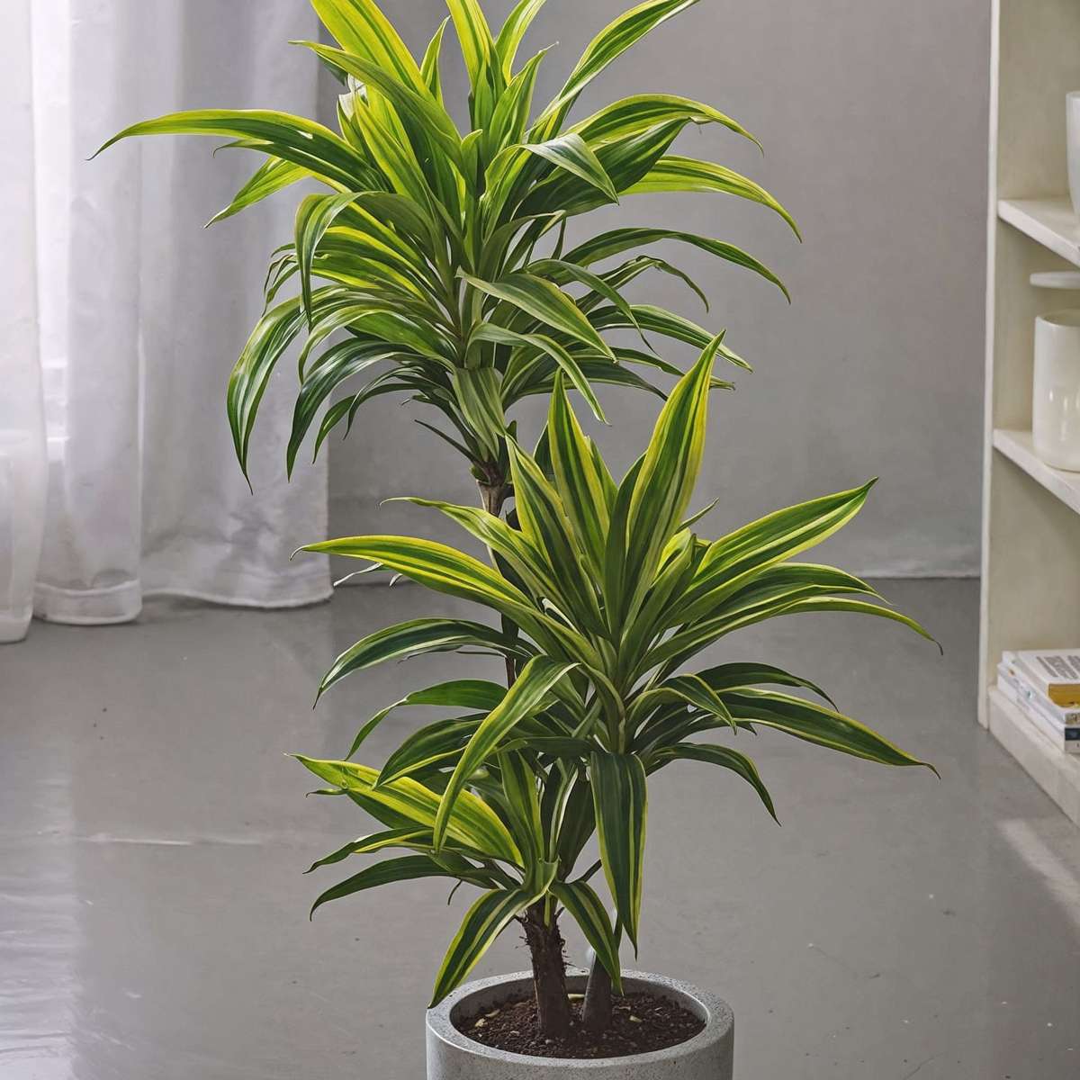 Dracaena Deremensis – Zitrone-Limette – 2er-Set