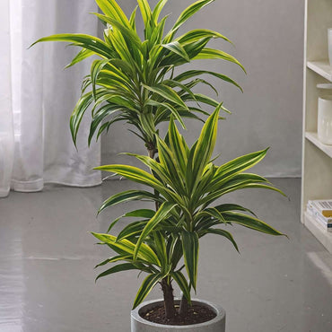 Dracaena Deremensis – Zitrone-Limette – 2er-Set