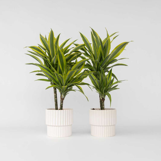 Dracaena Deremensis – Zitrone-Limette – 2er-Set