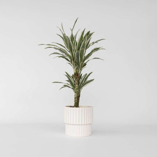 Dracaena Deremensis 'White Stripe'