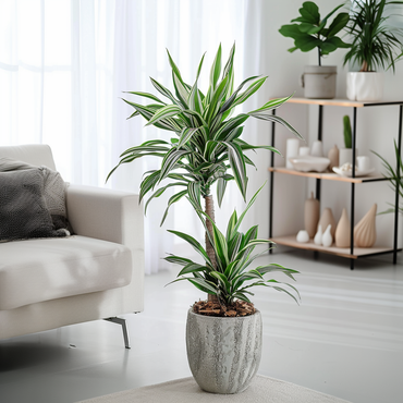 Dracaena Deremensis „White Stripe“ – 2er-Set