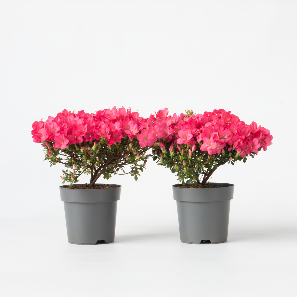 Rhododendron 'Azalea Anouk' - Set van 2