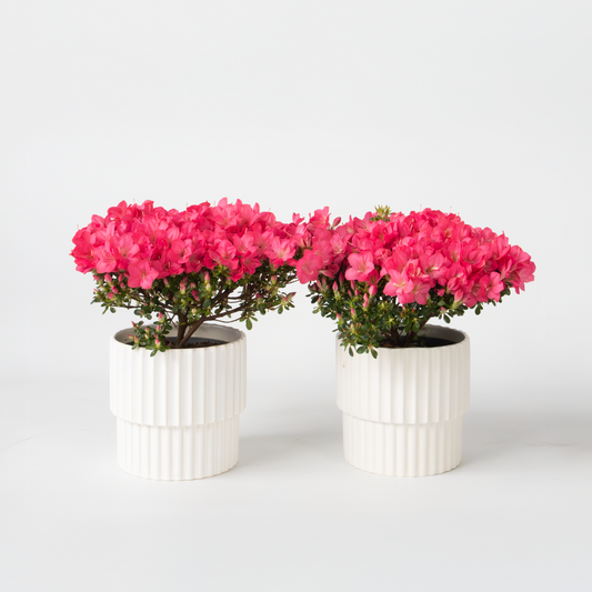 Rhododendron 'Azalea Anouk' - 2er-Set