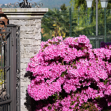 Rhododendron 'Azalea Anouk' - 4er-Set