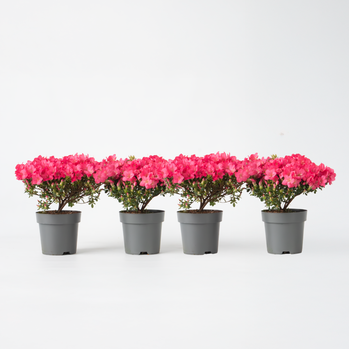 Rhododendron 'Azalea Anouk' - 4er-Set