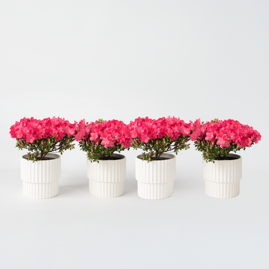 Rhododendron 'Azalea Anouk' - 4er-Set