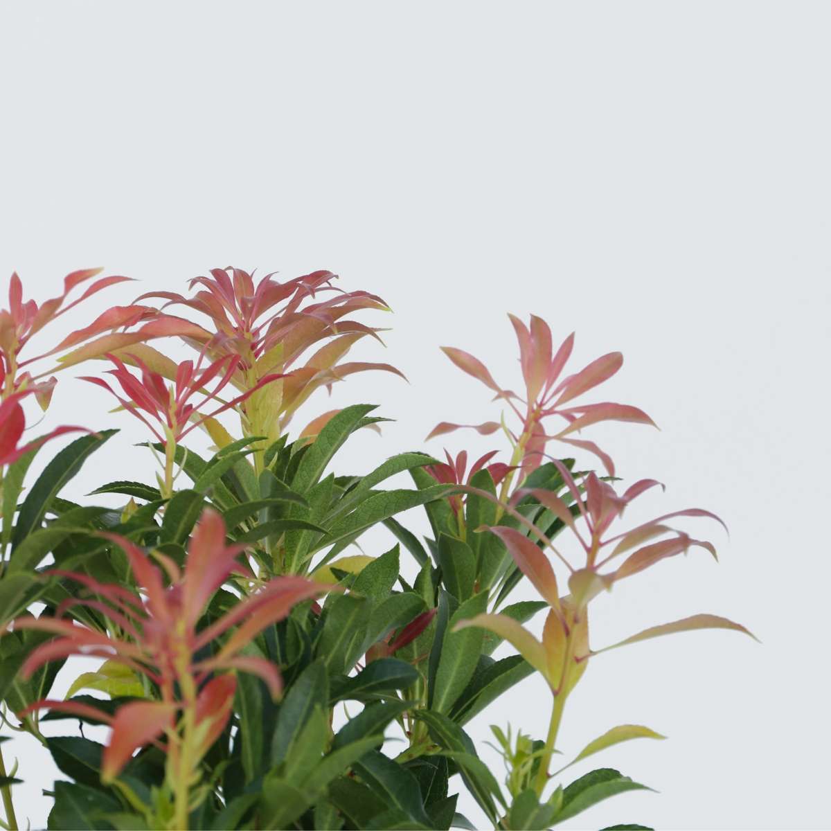 Pieris 'Forest Flame' - 2er-Set - Rocky Heath