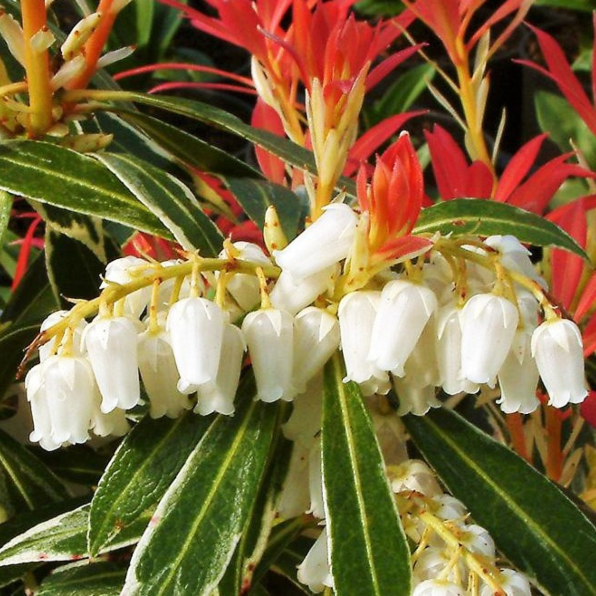 Pieris 'Forest Flame' - 2er-Set - Rocky Heath