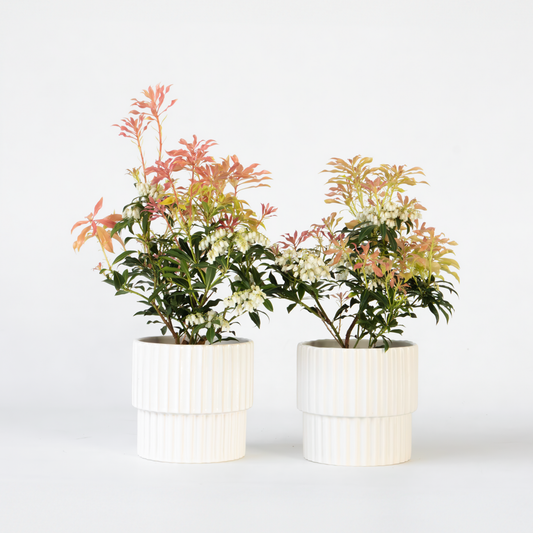 Pieris 'Forest Flame' - 2er-Set - Rocky Heath