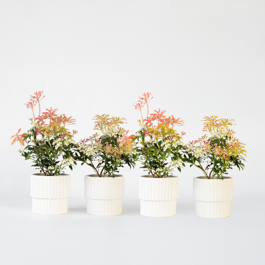 Pieris 'Forest Flame' - 4er-Set - Rocky Heath