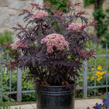 Sambucus nigra 'Black Lace' - 4er-Set