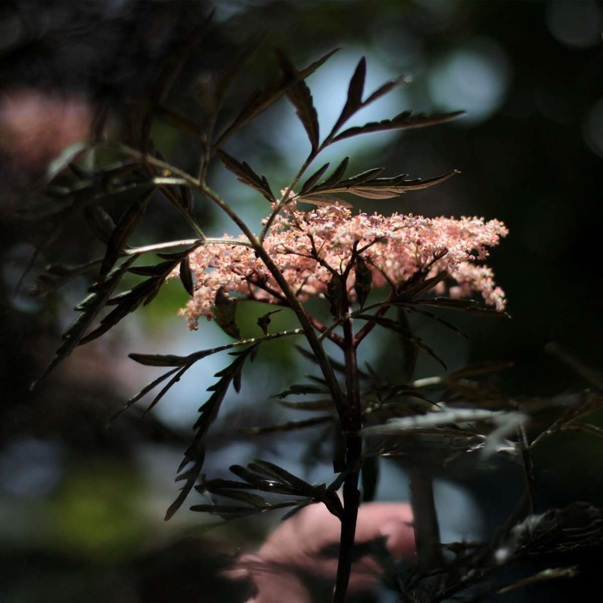 Sambucus nigra 'Black Lace' - Set van 2