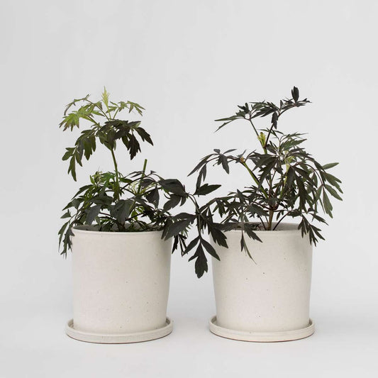 Sambucus nigra 'Black Lace' - 2er-Set