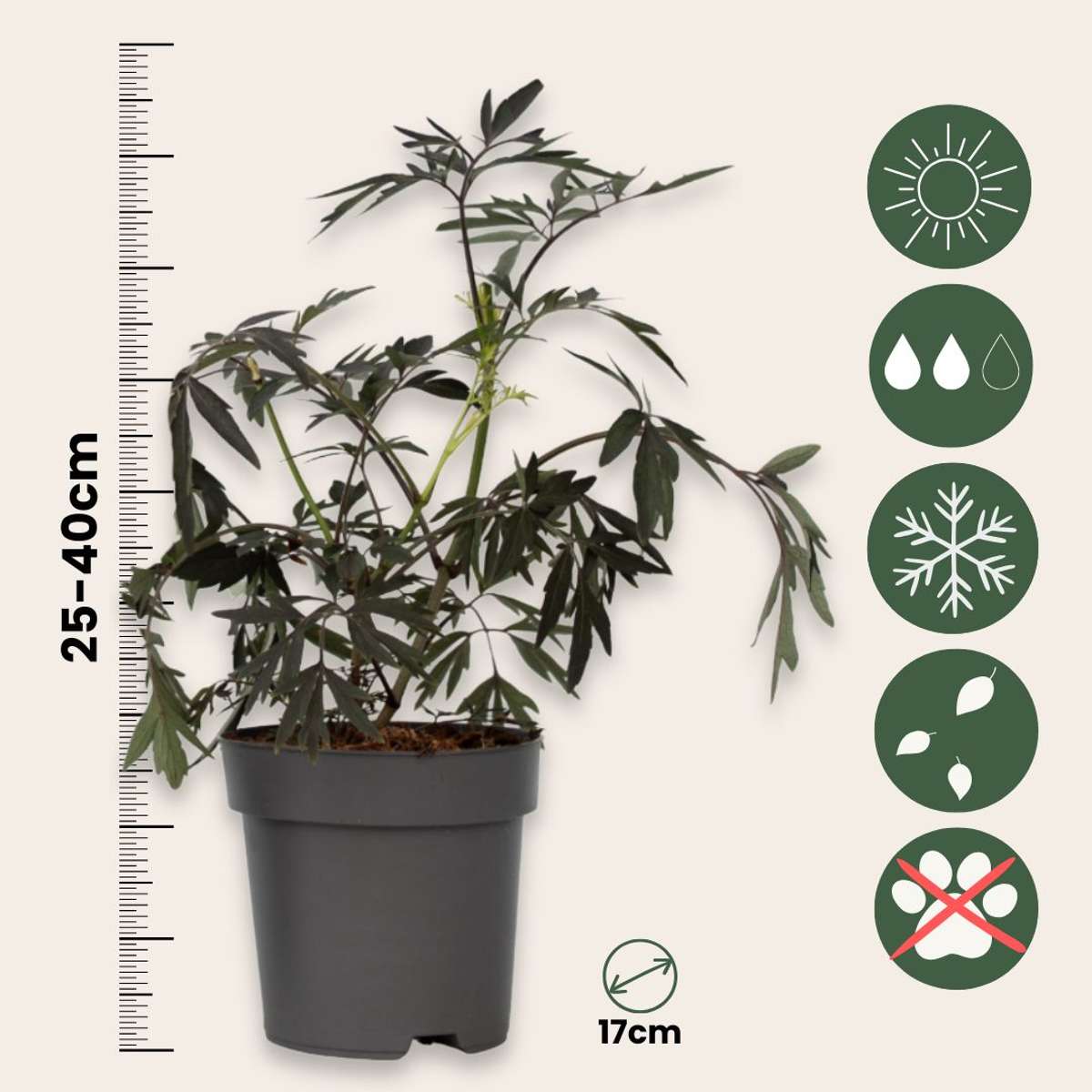Sambucus nigra 'Black Lace' - Set van 4