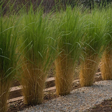 Panicum virgatum 'Northwind' - Fingergras